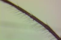 Exocentrus adspersus