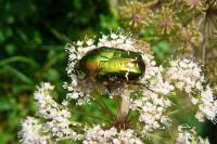 Cetonia aurata