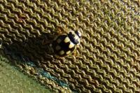Propylea quatuordecimpunctata