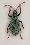 Phyllobius roboretanus
