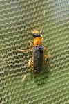 Cantharis lateralis