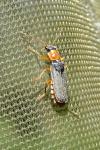 Cantharis lateralis