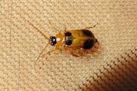 Phyllobrotica quadrimaculata