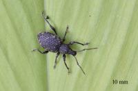 Otiorhynchus sulcatus