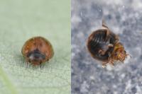 Subcoccinella vigintiquatuorpunctata