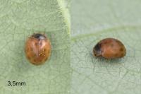 Subcoccinella vigintiquatuorpunctata