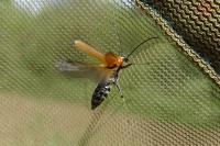 Anogcodes melanurus