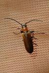 Anogcodes melanurus