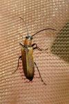 Anogcodes melanurus