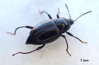 Scaphium immaculatum