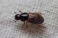 Nimbus contaminatus