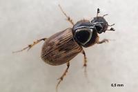 Nimbus contaminatus