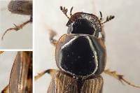 Nimbus contaminatus