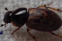 Nimbus contaminatus