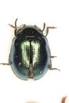 Plagiodera versicolora