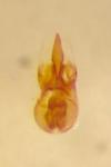 Omalium caesum