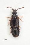 Omalium caesum