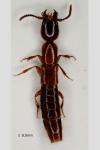 Xantholinus distans