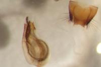 Xantholinus distans