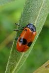 Clytra laeviuscula