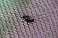 Phyllotreta