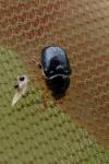 Cryptocephalus