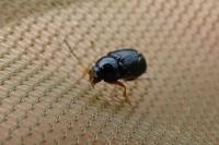 Cryptocephalus