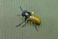 Labidostomis
