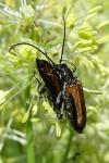 Anogcodes melanurus