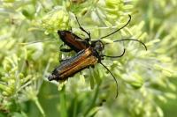 Anogcodes melanurus