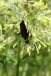 Anogcodes melanurus