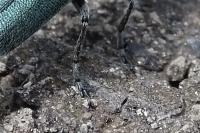 Agapanthia intermedia