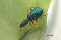 Drypta dentata