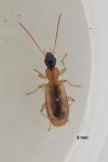Demetrias monostigma