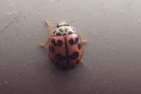 Oenopia conglobata