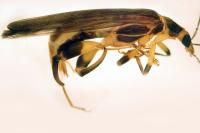 Oedemera femoralis