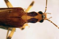 Oedemera femoralis