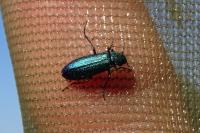 Psilothrix viridicoerulea
