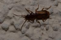Polistichus connexus
