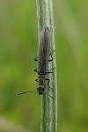 Dolichosoma lineare