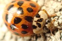 Harmonia axyridis
