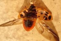 Harmonia axyridis