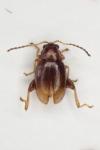 Longitarsus