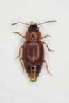 Anthobium atrocephalum