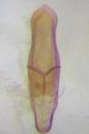 Longitarsus