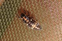 Oenopia conglobata