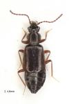 Lesteva longoelytrata