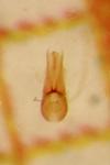 Lesteva longoelytrata