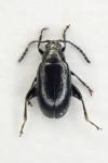 Phyllotreta consobrina