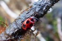 Endomychus coccineus